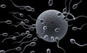 spermie a vajíčko